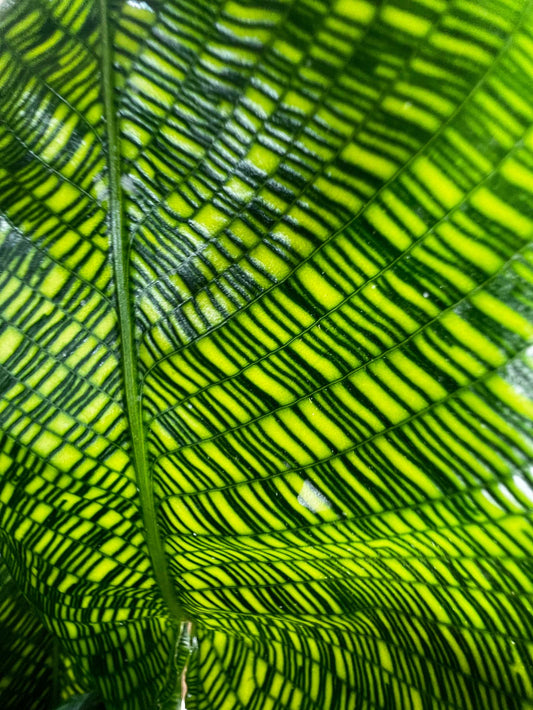 Calathea Musaica 'Netzwerk'