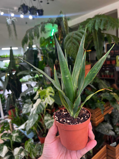 Drakblodsträd | Dracena draco ssp. draco