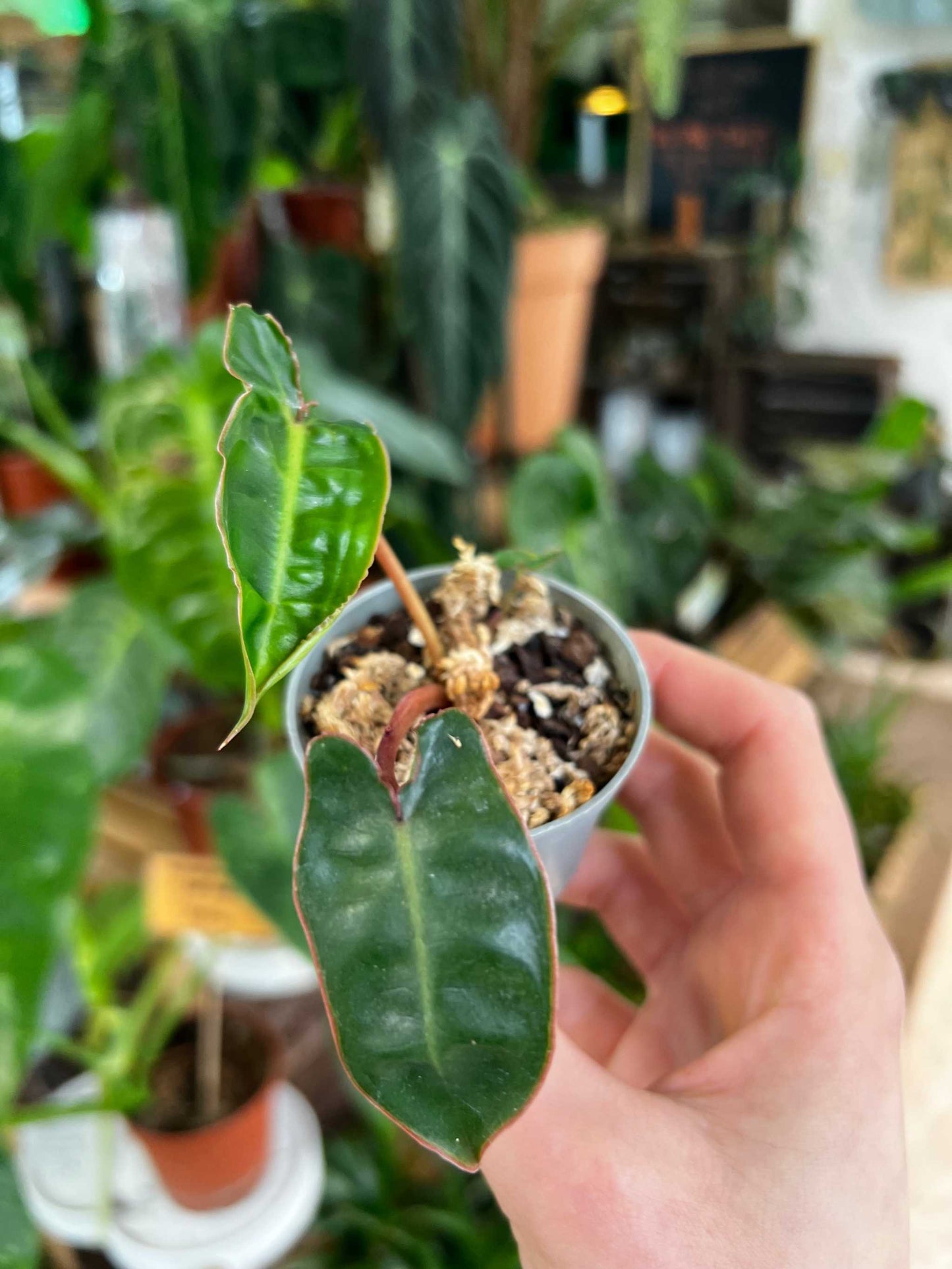 Philodendron billietiae