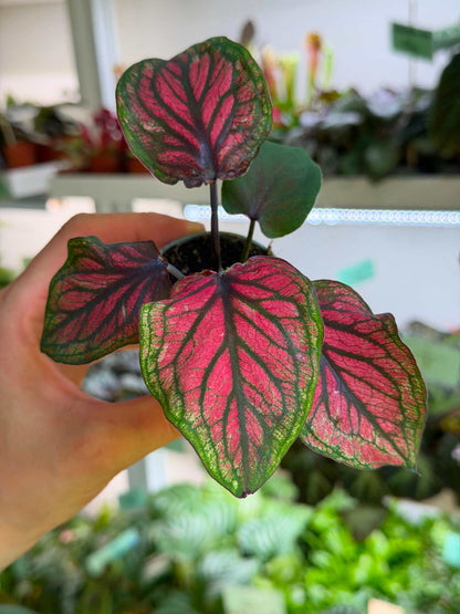 Caladium bicolor