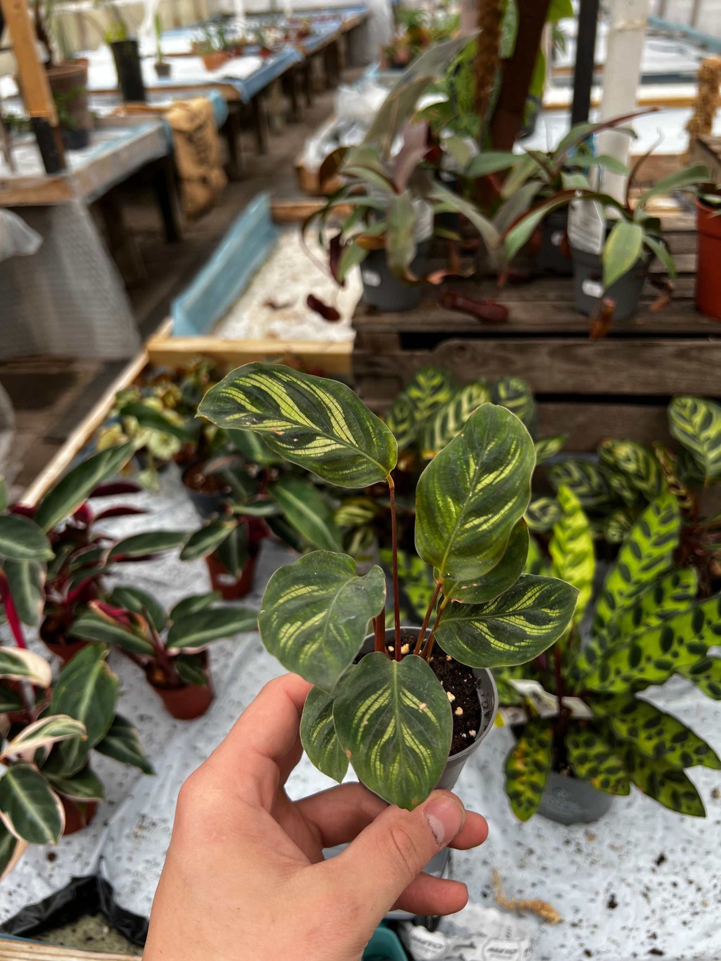 Calathea makoyana 'Pfauenblatt'