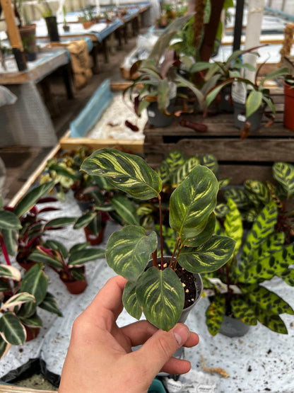 Calathea makoyana 'Pfauenblatt'
