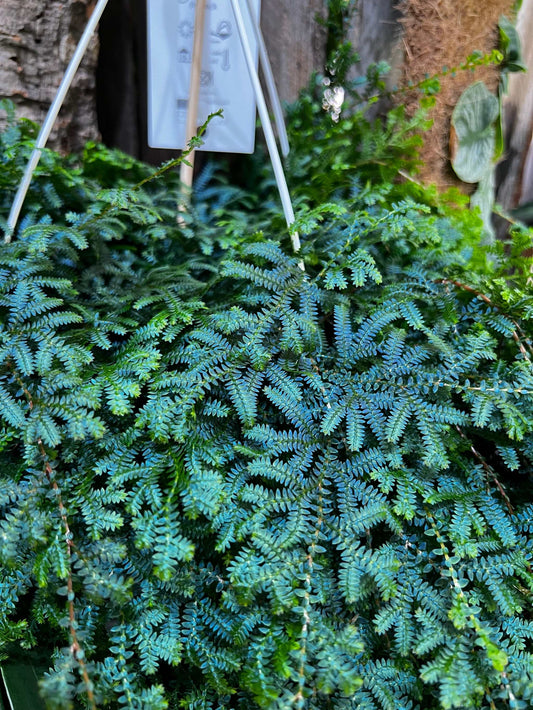 Selaginella uncinata 'Blå mossa'