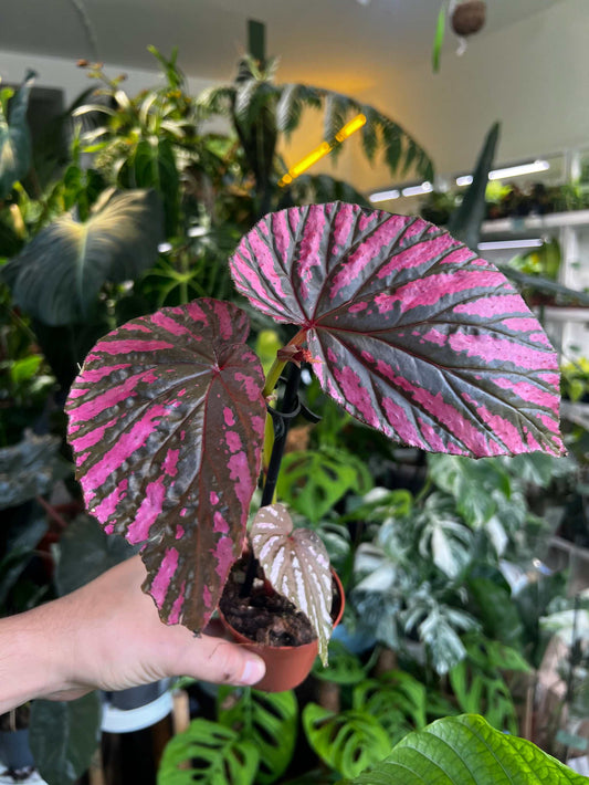 Begonia brevirimosa