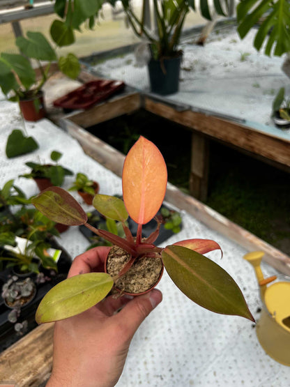 Philodendron Erubescens 'Prince Of Orange'