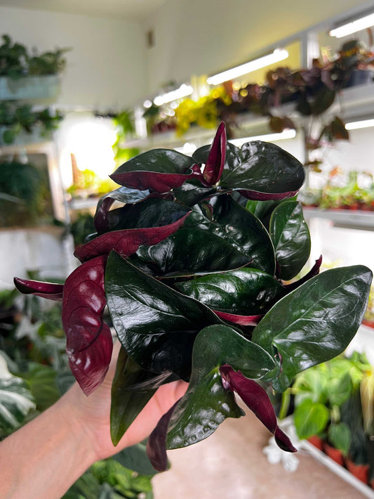 Syngonium erythrophyllum