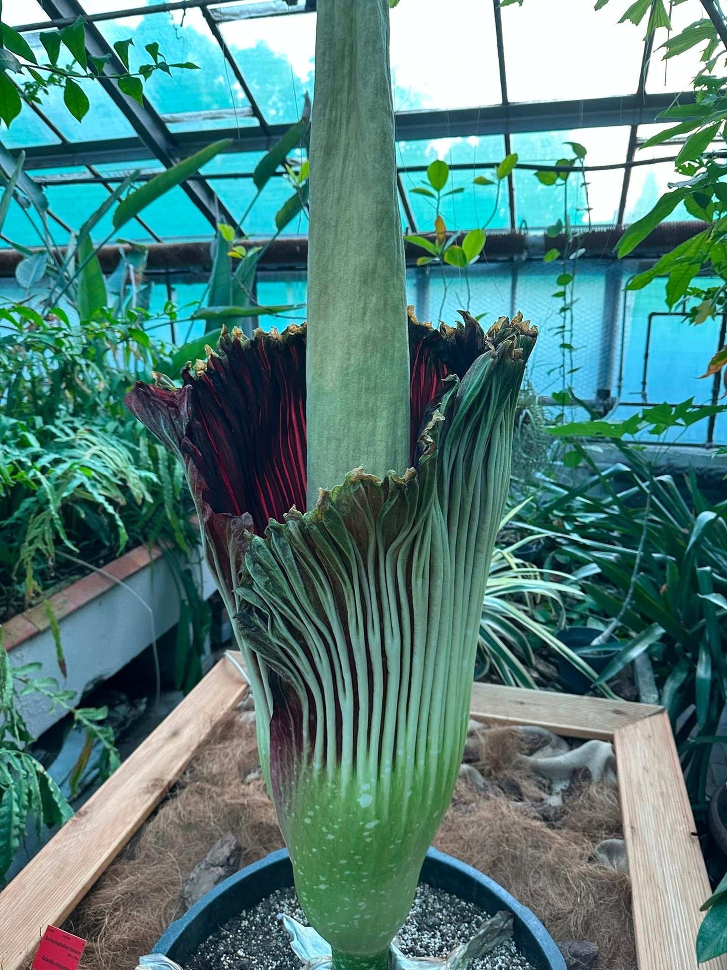 Amorphophallus titanum 