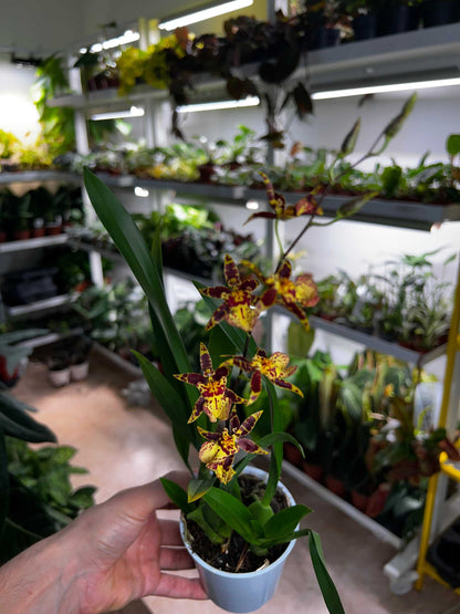 Oncidium Orchidee