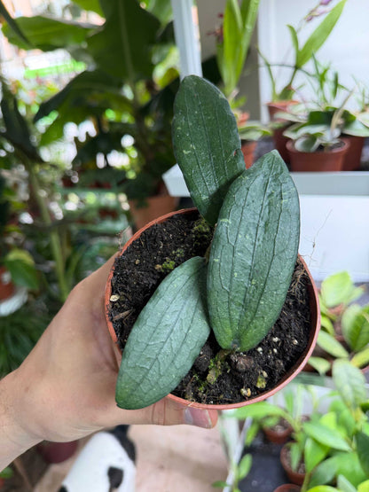 Hoya erythrina