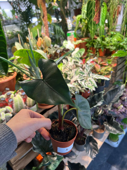 Alocasia Princeps Purple Cloak exempelväxt i 7cm kruka
