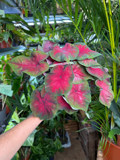 Caladium bicolor