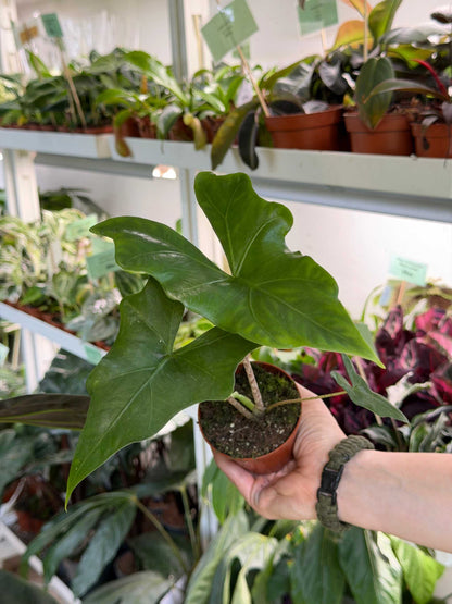 Alocasia nycteris 'batwing'