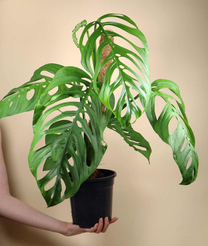 Monstera sp. 'Esqueleto' (epipremnoides)