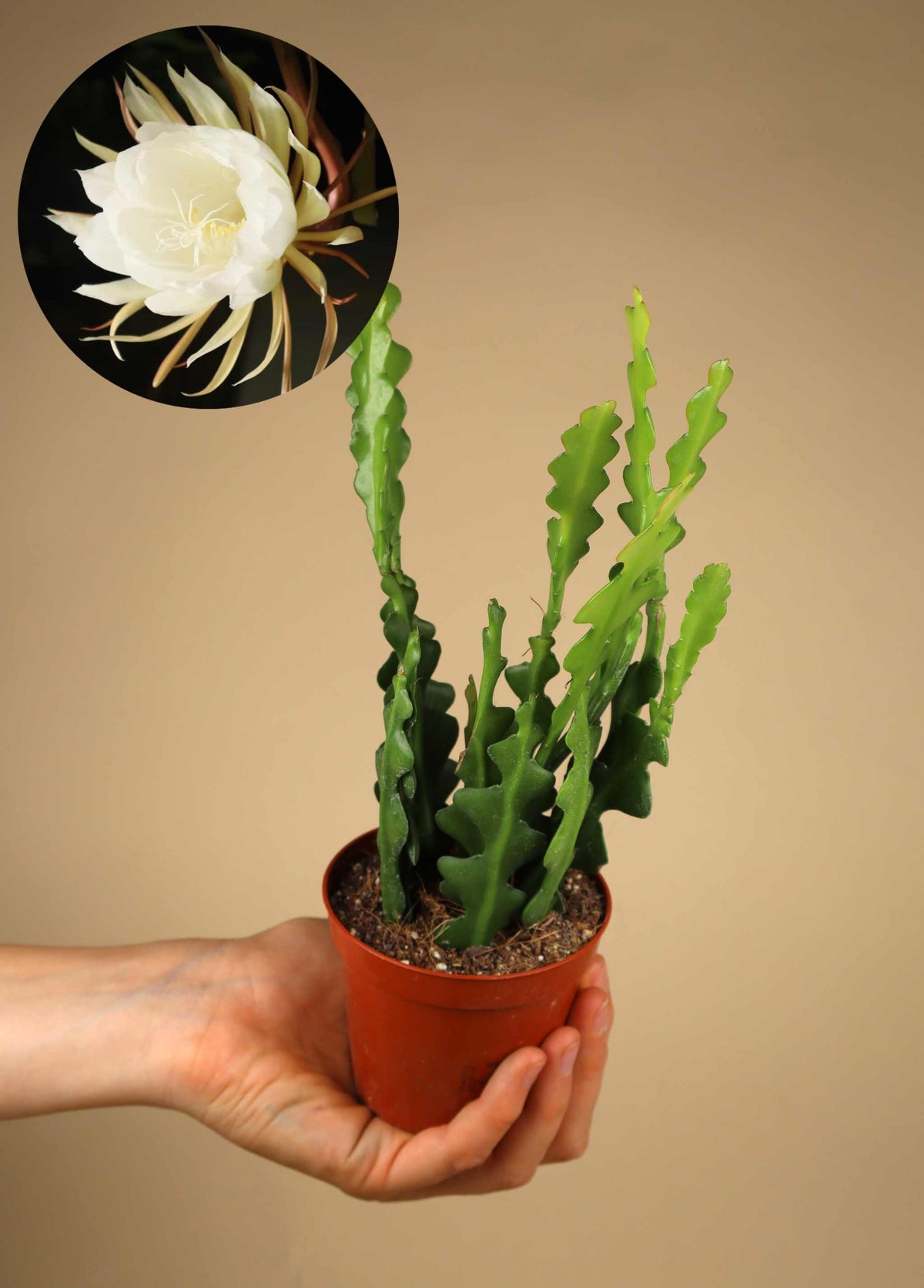 Epiphyllum anguliger | Fishbone Cactus