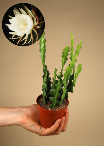 Epiphyllum anguliger | Fishbone Cactus