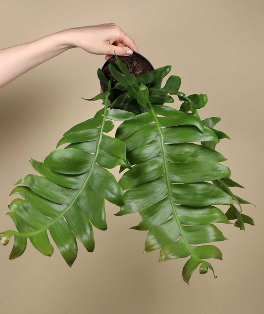 Epiphyllum chrysocardium