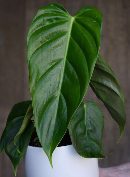 philodendron ecuadorense Köp Philodendron Esmeraldense Online