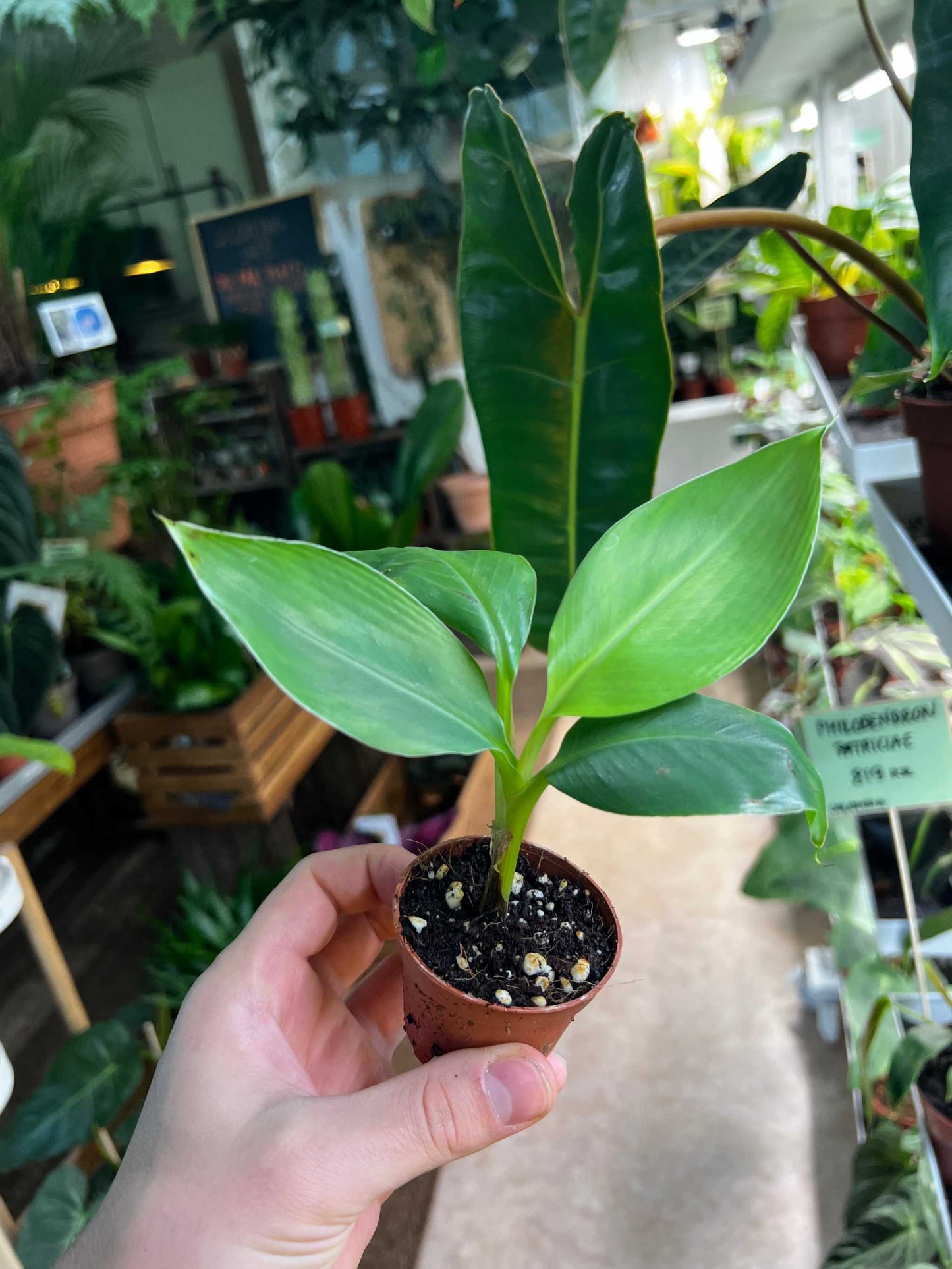 Banana plant 'Musa Dwarf Cavendish' edible