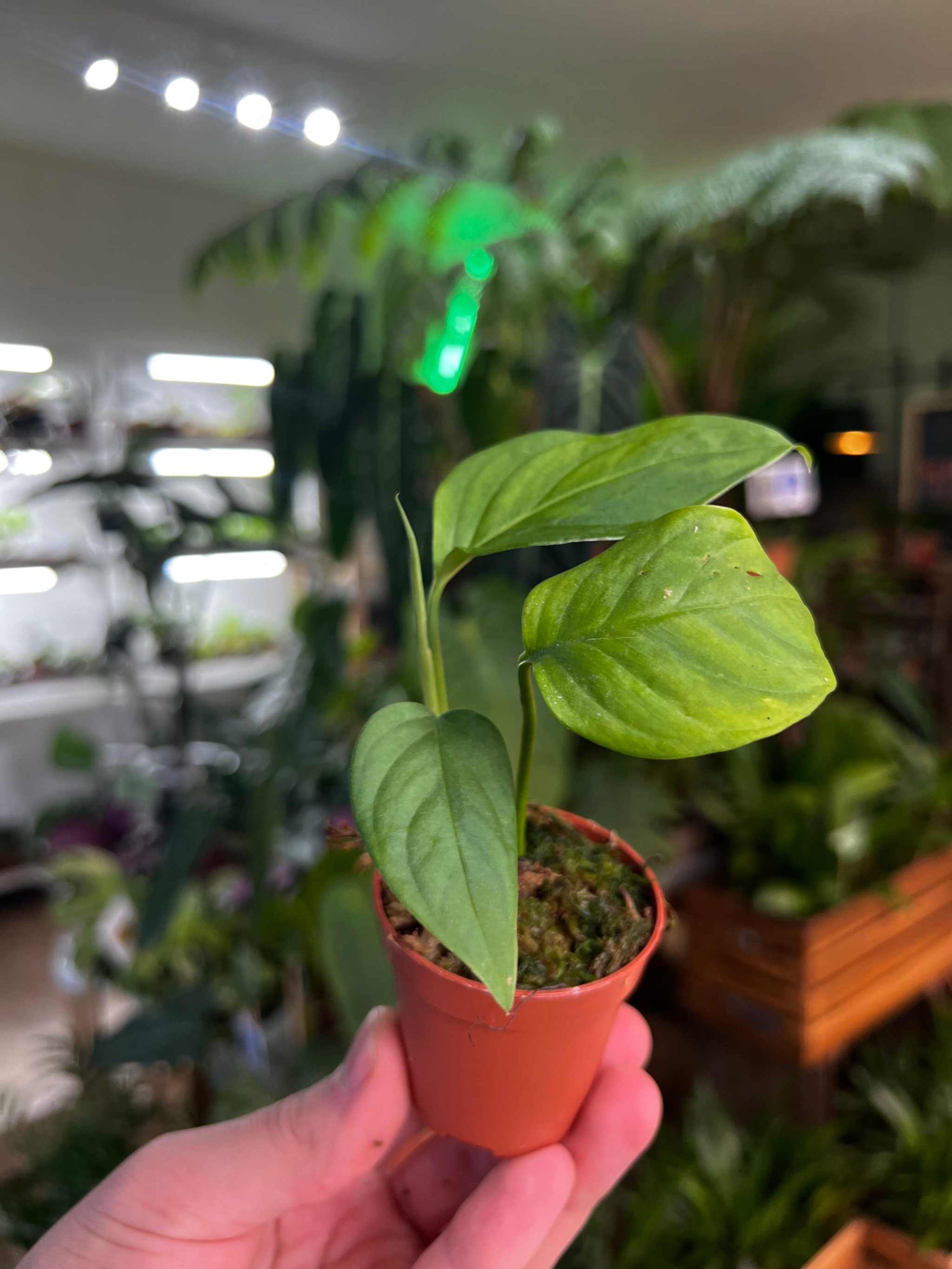 monstera xanthospatha Buy Monstera xanthospatha