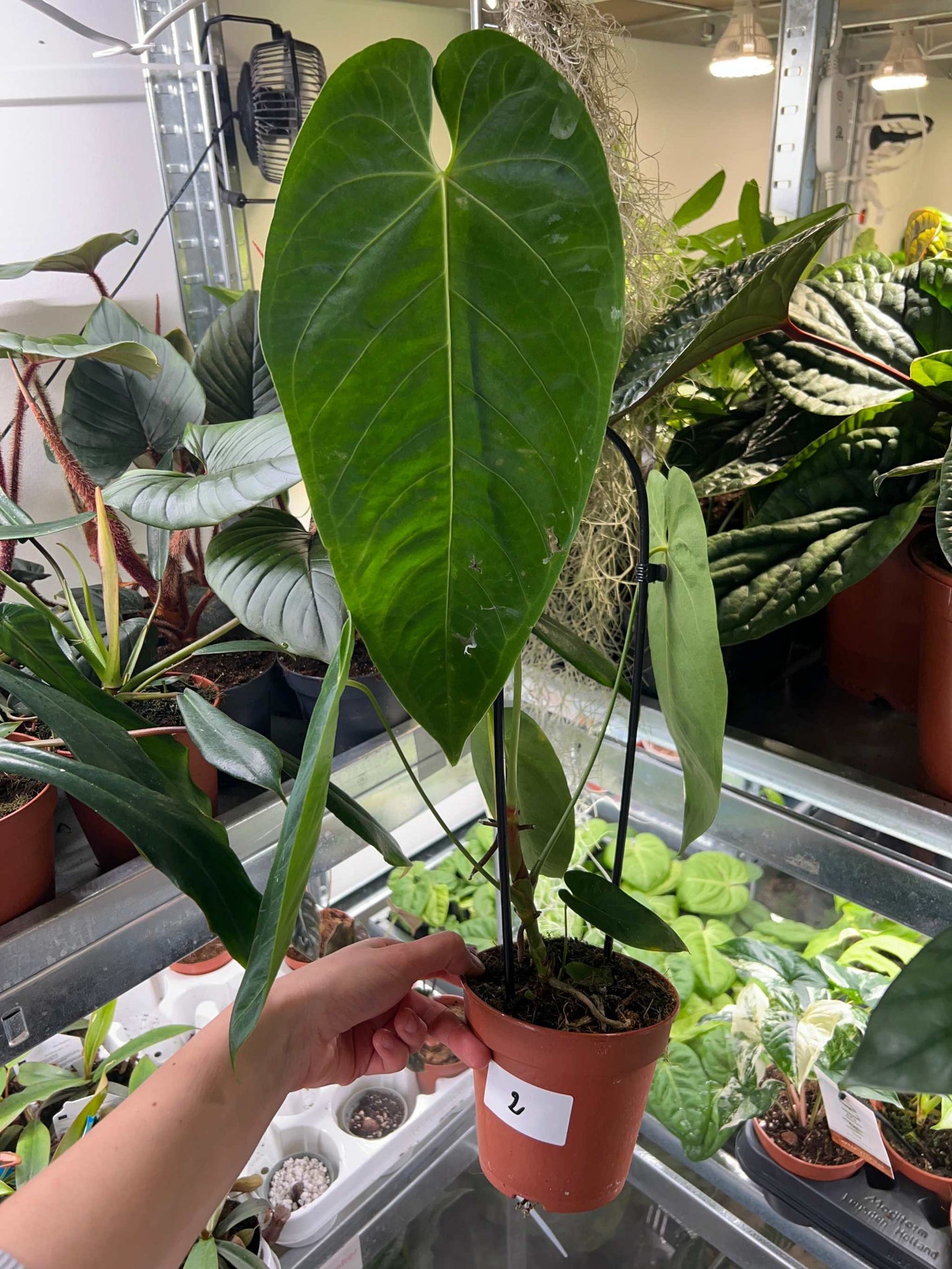 Anthurium queremalense