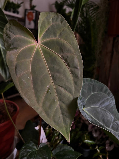 Anthurium 'Dark Phoenix'