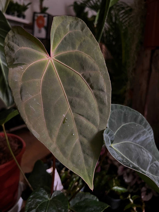 Anthurium 'Dark Phoenix'