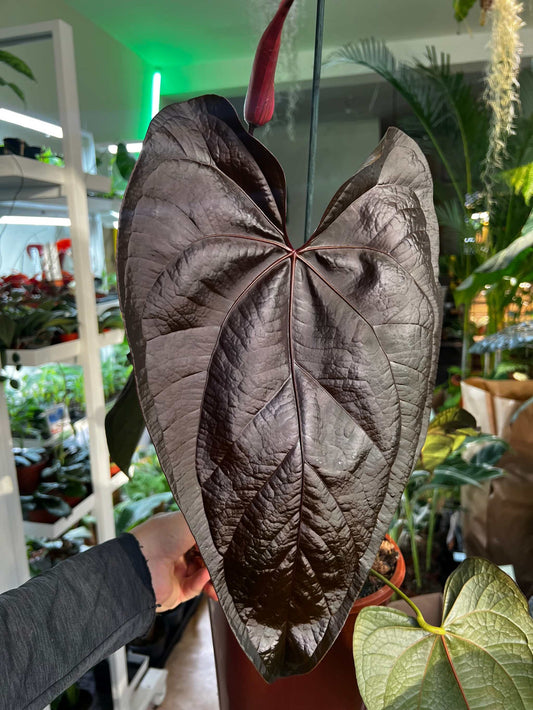 Anthurium 'Queen of Hearts'