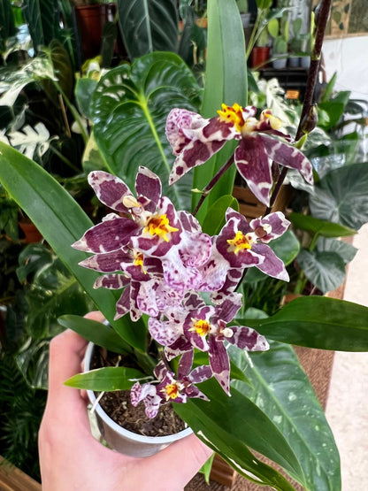 Oncidium 'Titanium treasure'