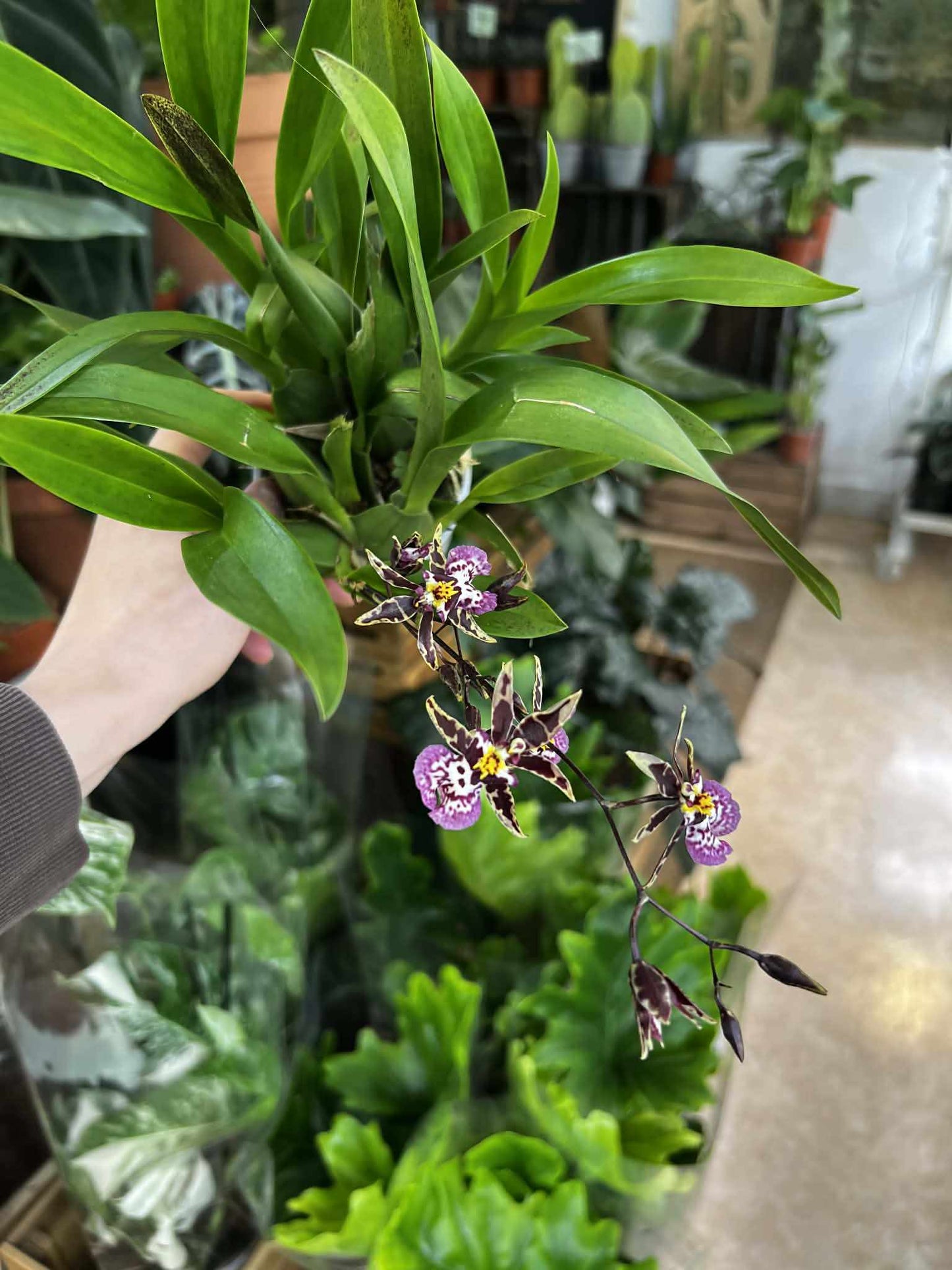 Oncidium Orchidee