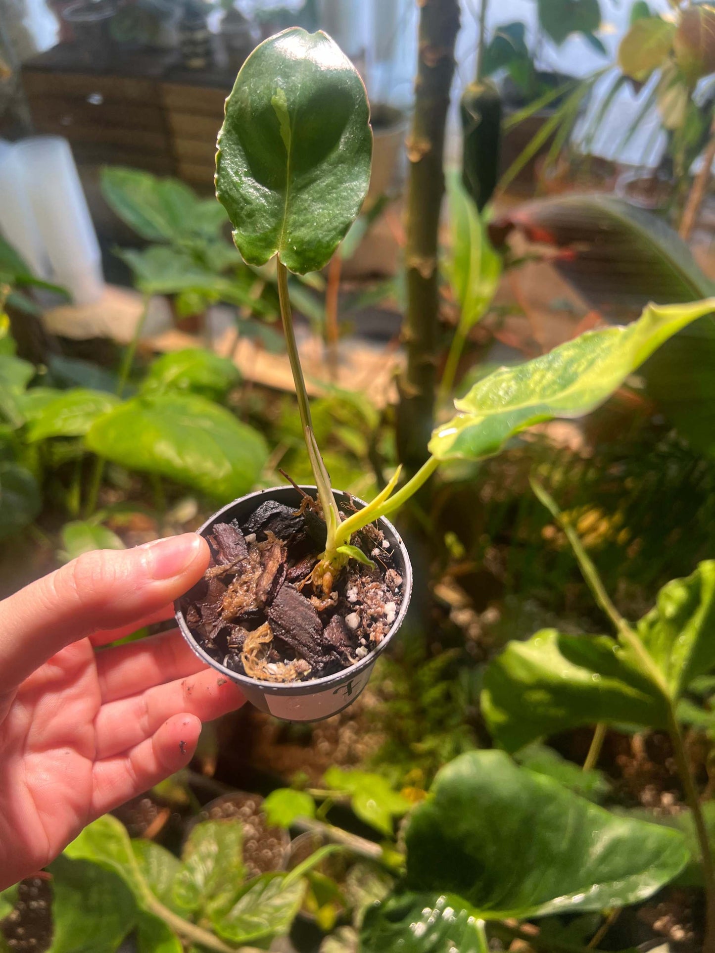 Philodendron burle-marxii albo variegata