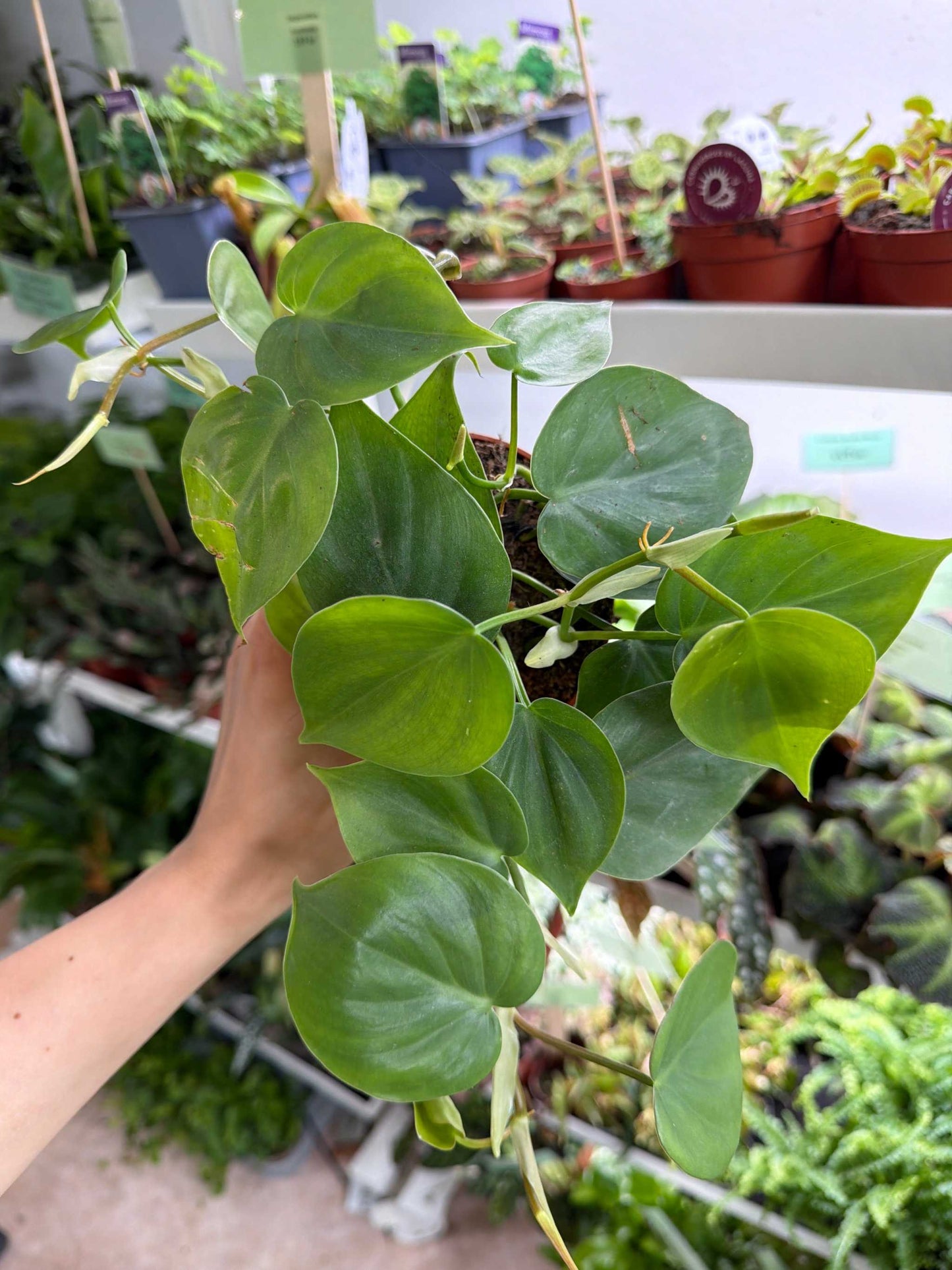 Philodendron hederaceum (klätterkalla)