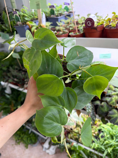 Philodendron hederaceum (klätterkalla)