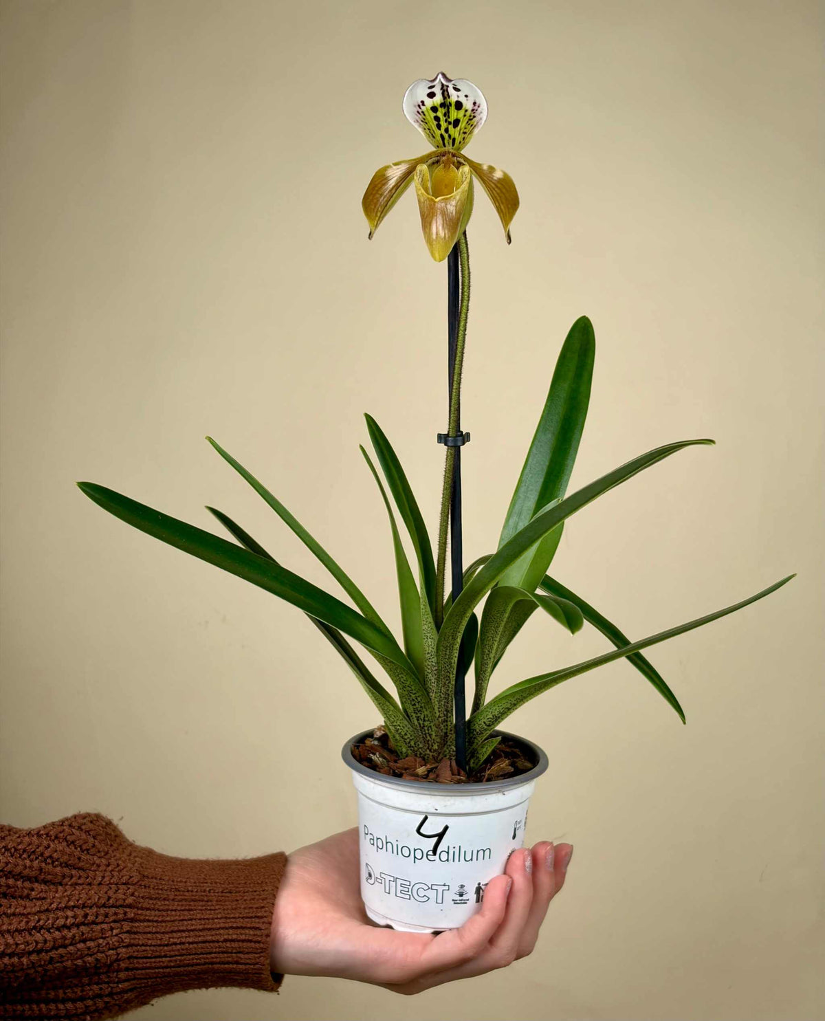 Paphiopedilum mix