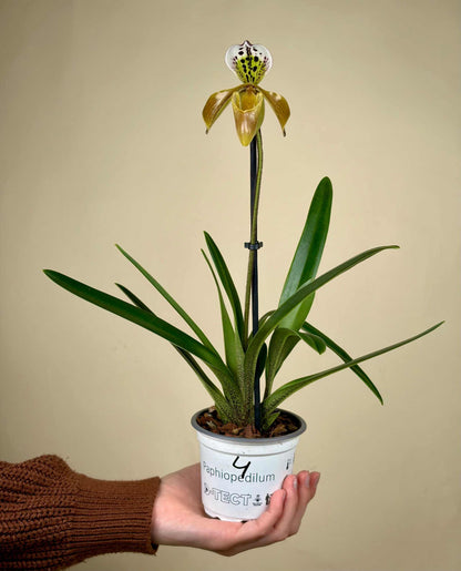 Paphiopedilum mix