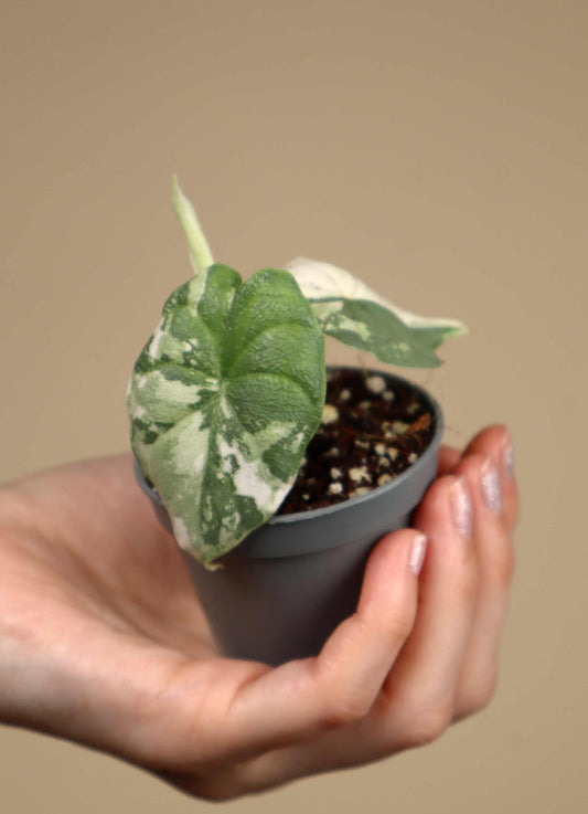 Alocasia melo Albo Variegata