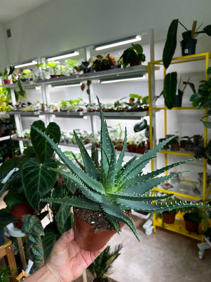 Tree aloe 'Aloe arborescens'