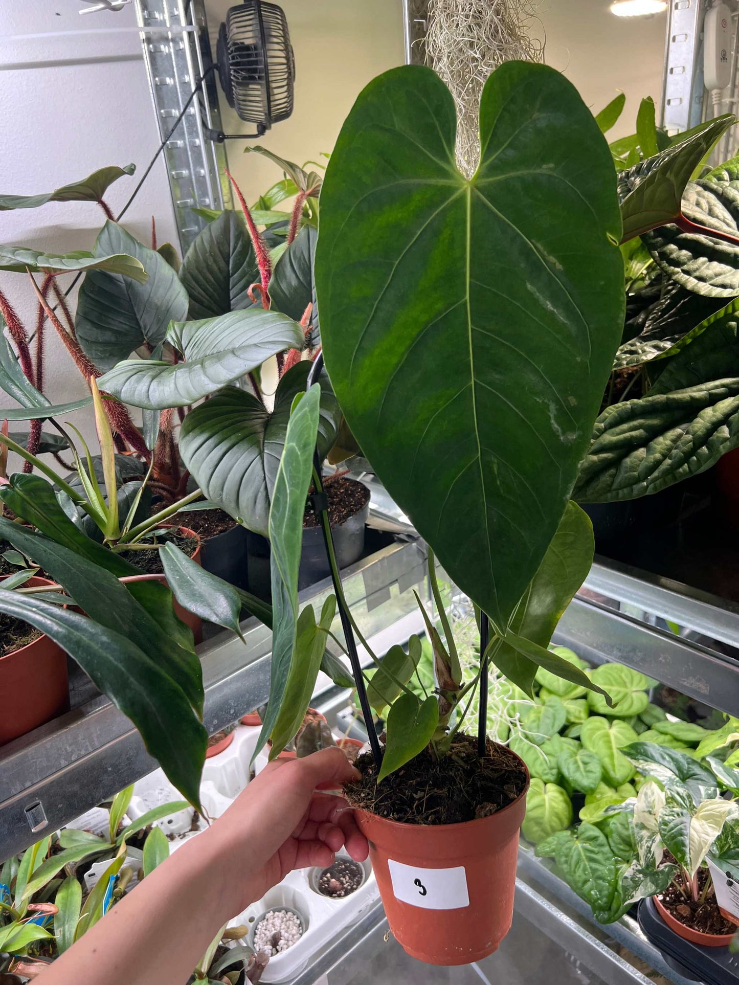 Anthurium queremalense