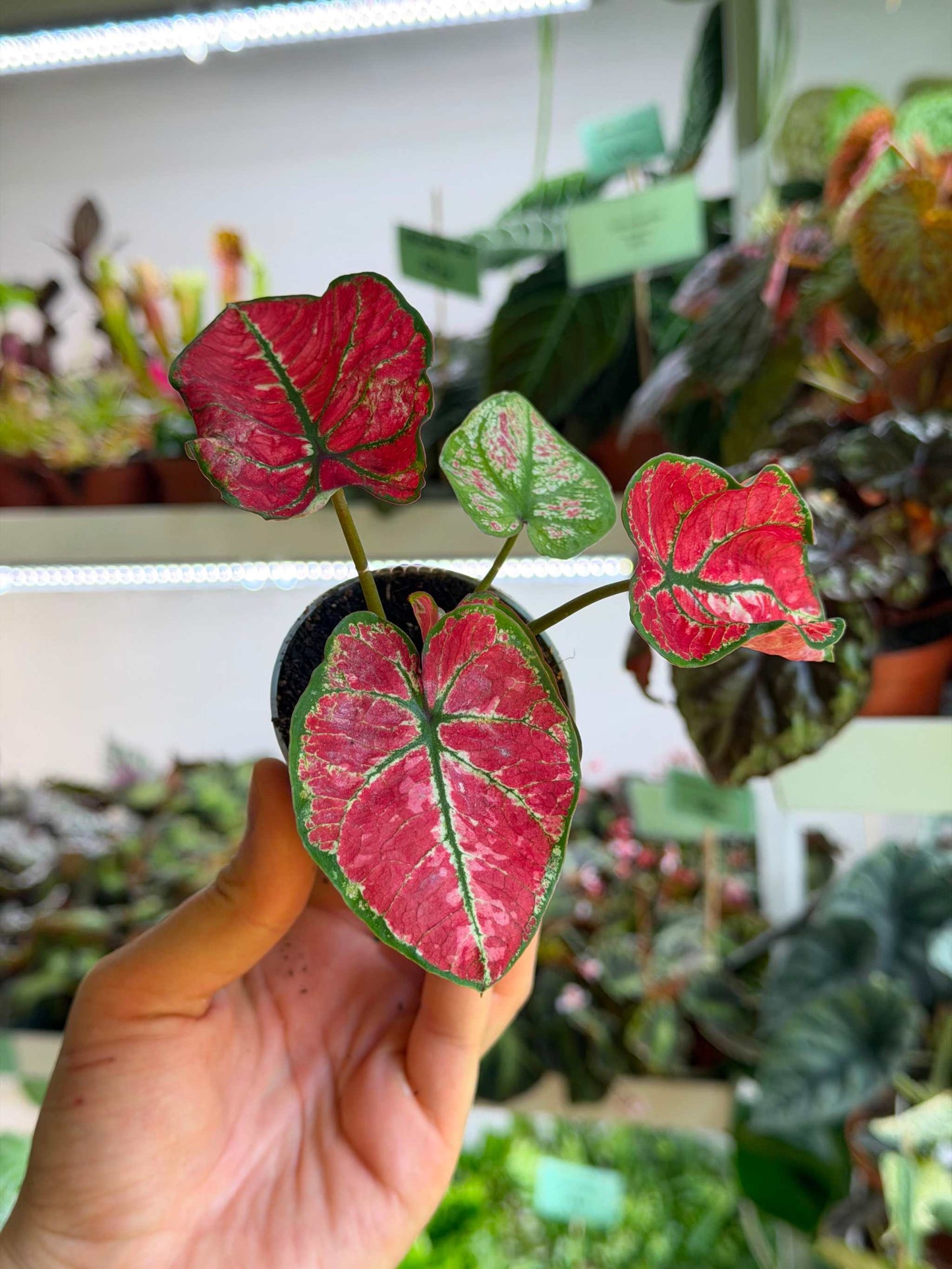 Caladium bicolor