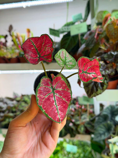 Caladium bicolor