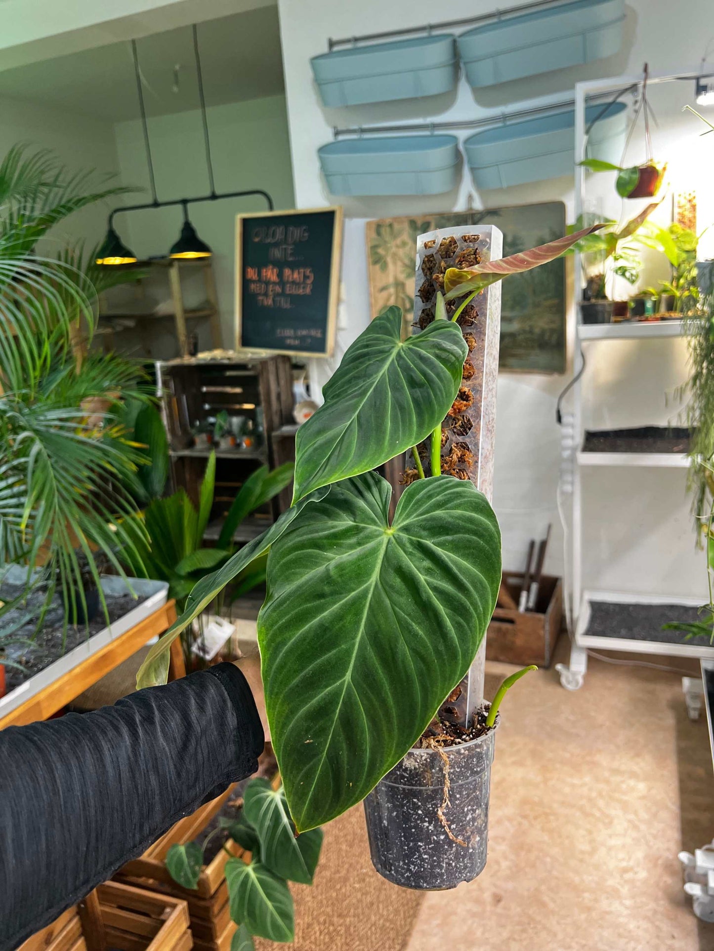 Philodendron splendid (verrucosum x melanochrysum)