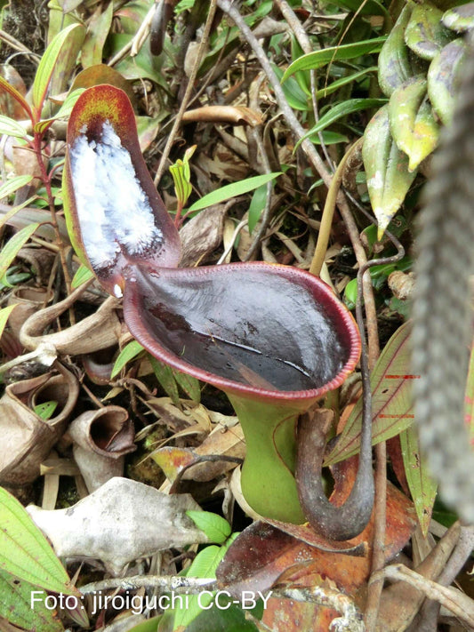 Nepenthes lowii
