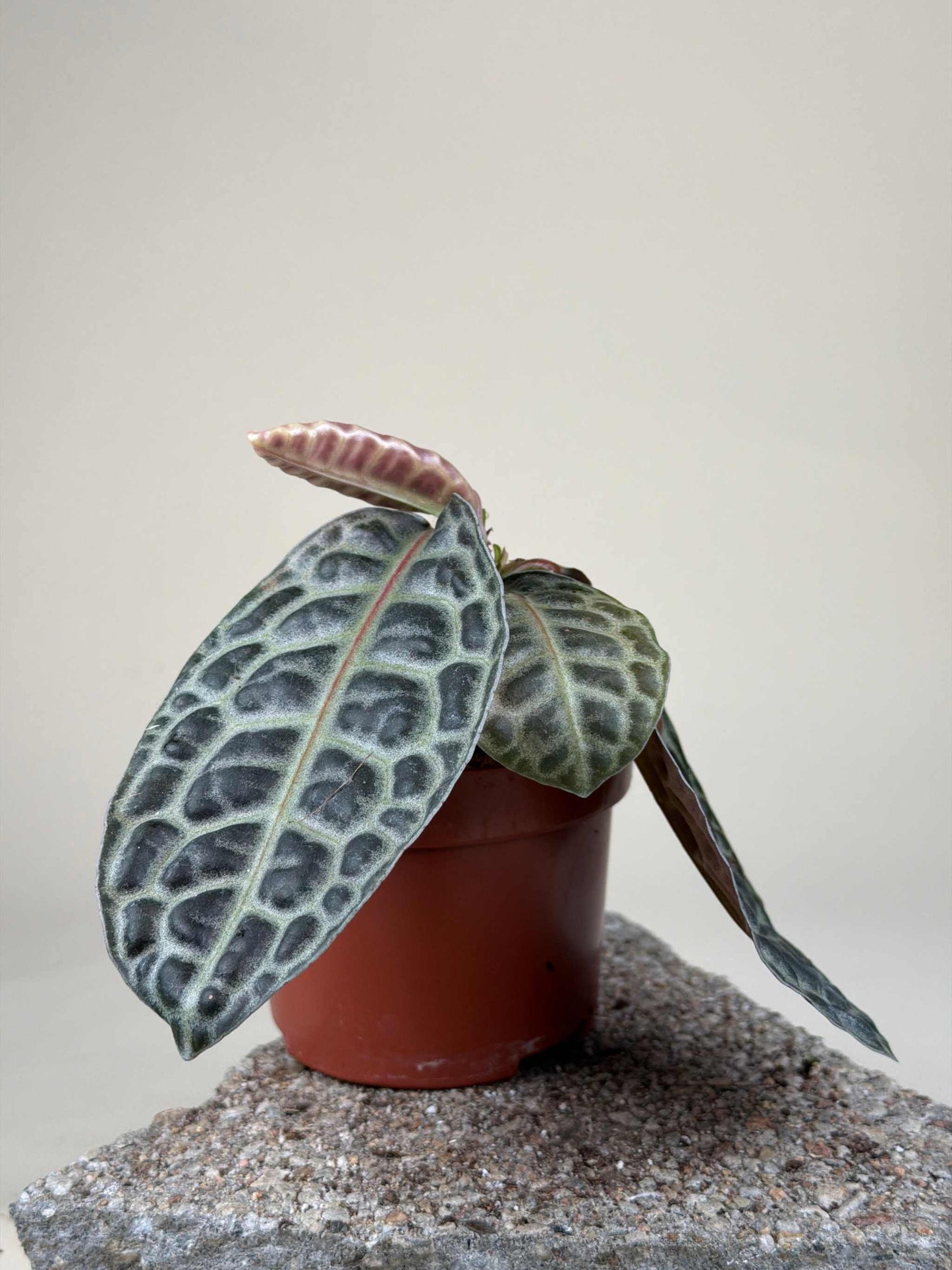 Labisia obtusifolia 'Turtleback'