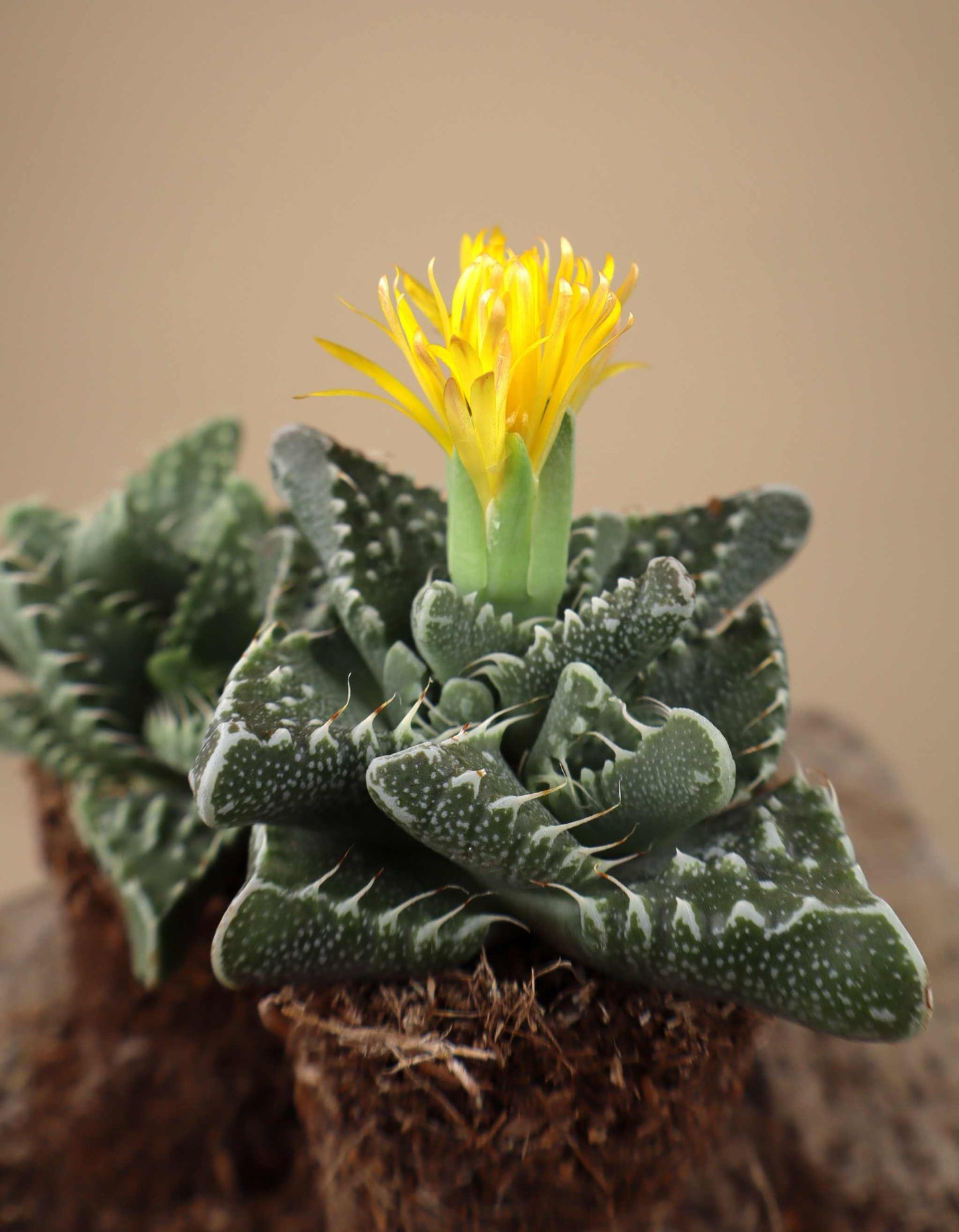 Faucaria tigrina