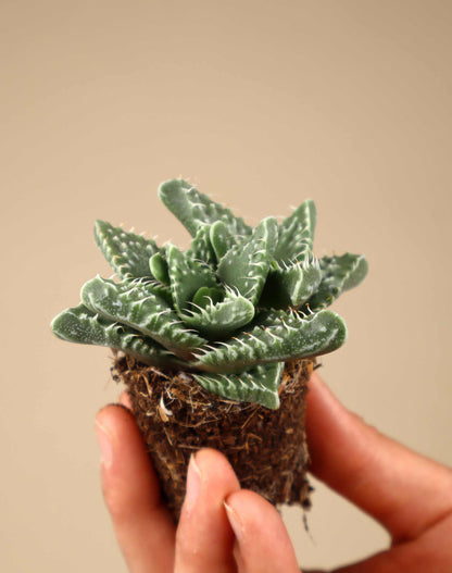 Faucaria tigrina