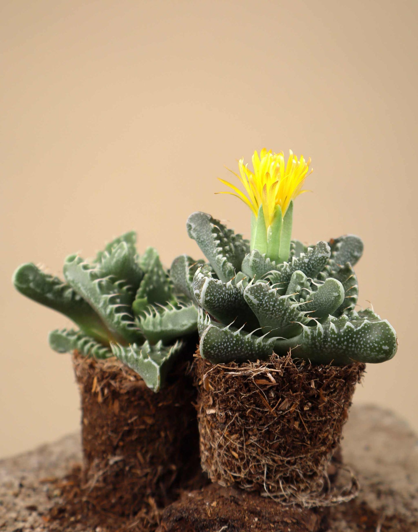 Faucaria tigrina