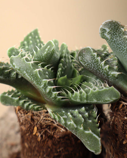 Faucaria tigrina