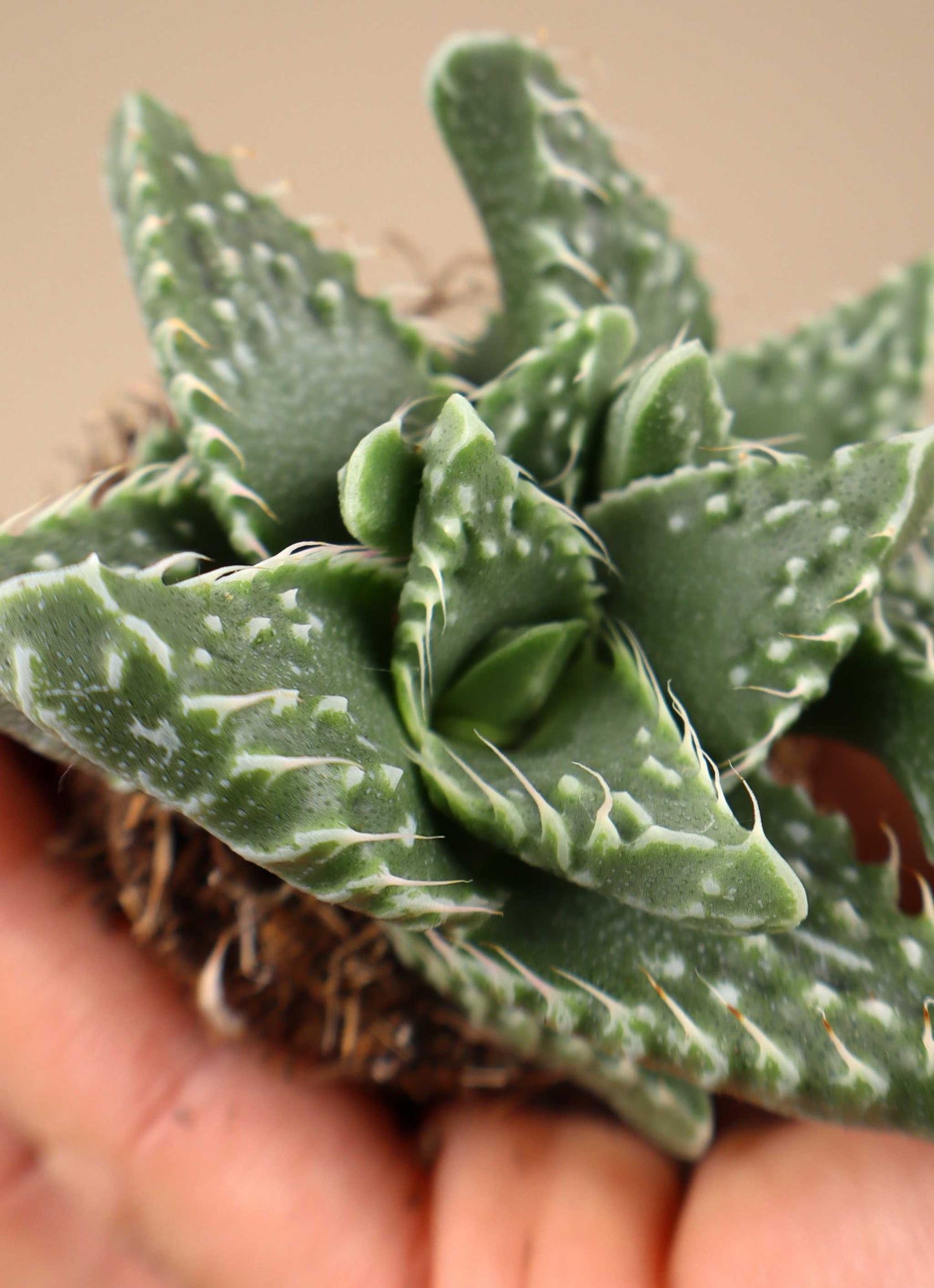 Faucaria tigrina