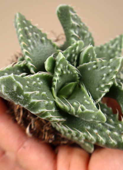 Faucaria tigrina