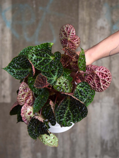 Begonia ferox