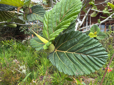 Ficus dammaropsis | Världens största fikon